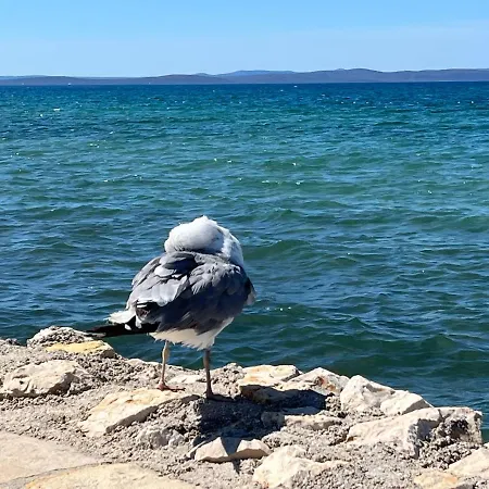 Ap 400m Kiesstrand, Barrierefrei Zaton (Zadar)